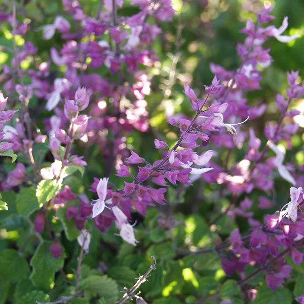 Image of Ocimum labiatum