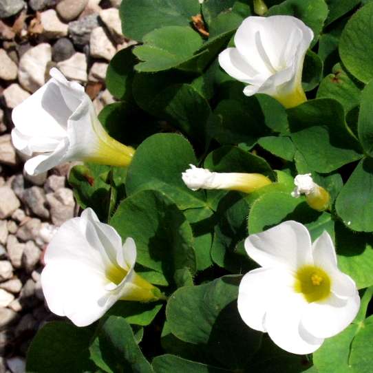 Image of Oxalis purpurea 'Grand Duchess White'