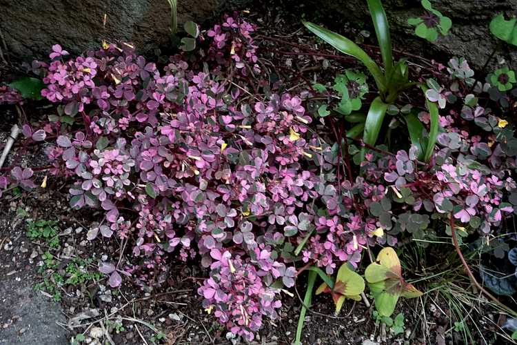 Image of Oxalis spiralis ssp. vulcanicola 'Plum Crazy'