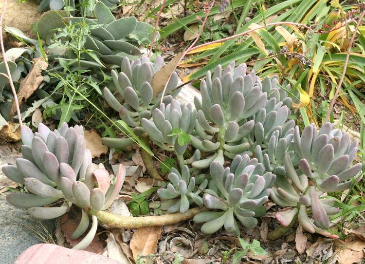 Image of Pachyphytum 'Bill Baker'