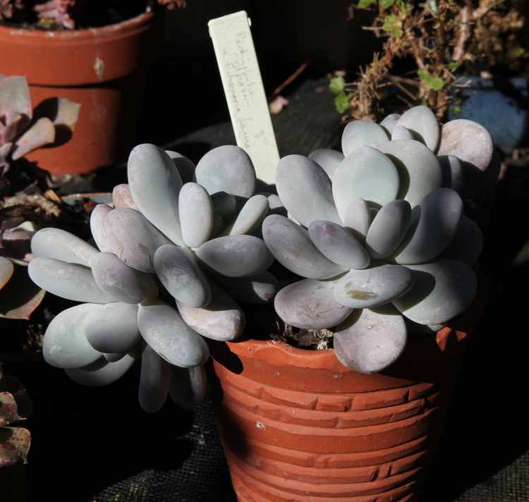 Image of Pachyveria 'Bill Baker'