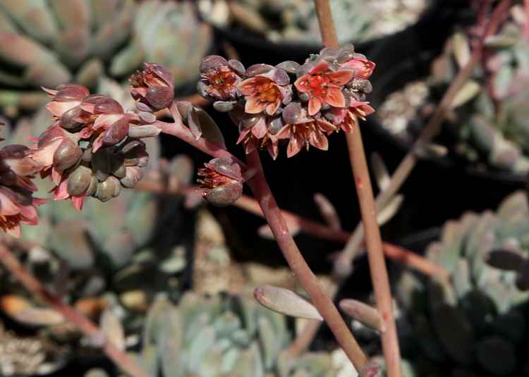 Image of Pachyveria 'Clavifolia'