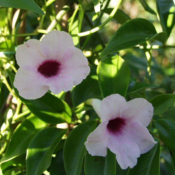 Image of Pandorea jasminoides 'Rosea'