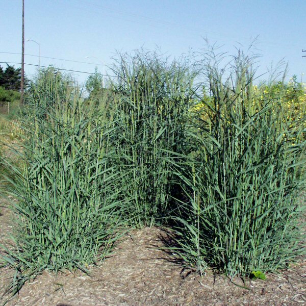 Image of Panicum virgatum 'Prairie Sky'