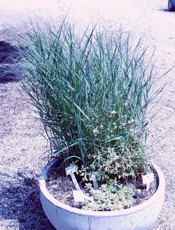 Image of Panicum virgatum 'Heavy Metal'