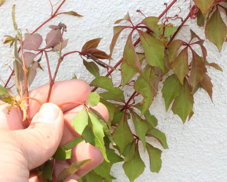 Image of Parthenocissus 'Hacienda Creeper'