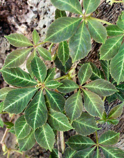 Image of Parthenocissus henryana