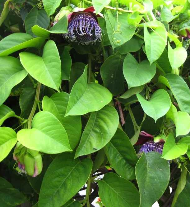 Image of Passiflora 'Purple Tiger'