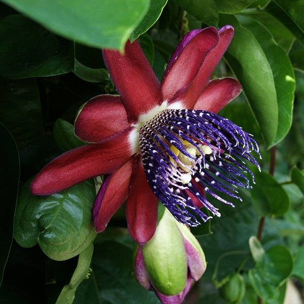 Image of Passiflora phoenicea 'Ruby Glow'