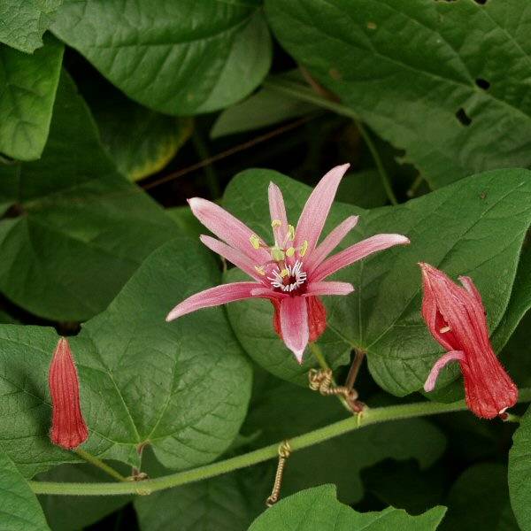 Image of Passiflora sanguinolenta