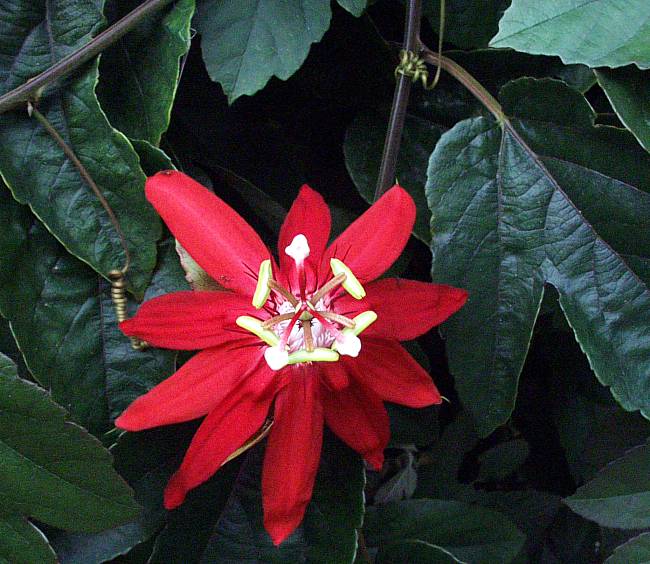 Image of Passiflora 'Scarlet Flame'