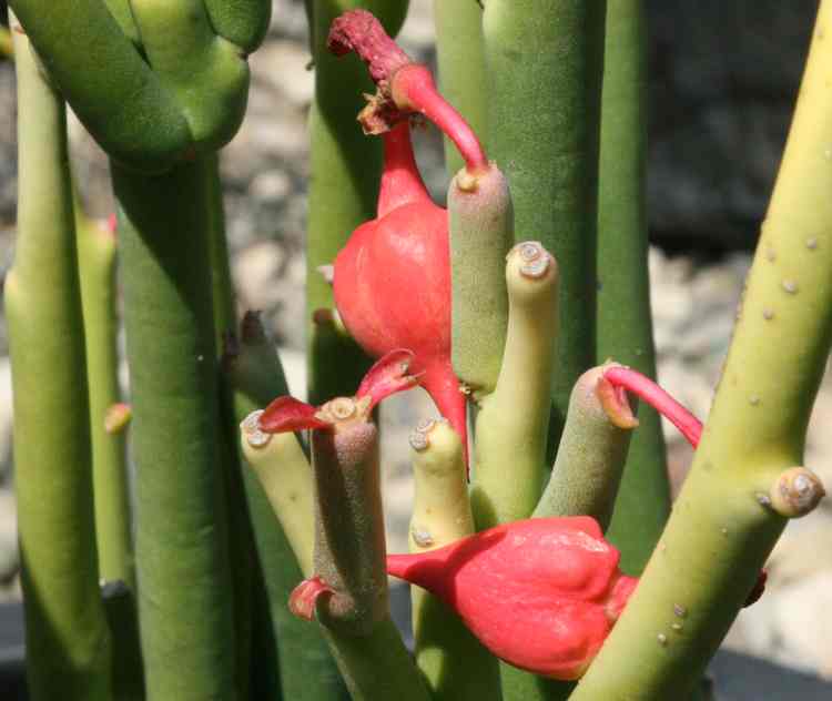 Image of Pedilanthus macrocarpus