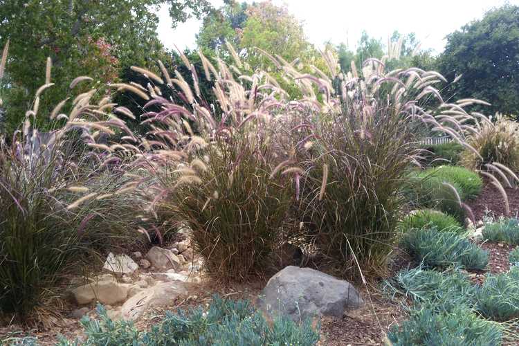 Image of Pennisetum 'Eaton Canyon'