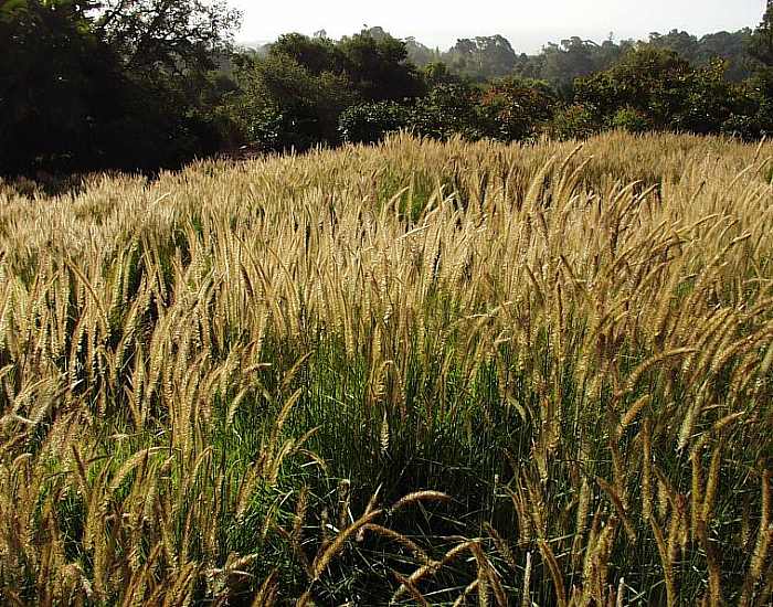 Image of Pennisetum 'Fairy Tails'