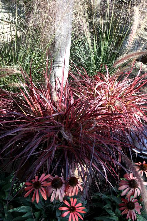 Image of Pennisetum 'Fireworks' PP18,504