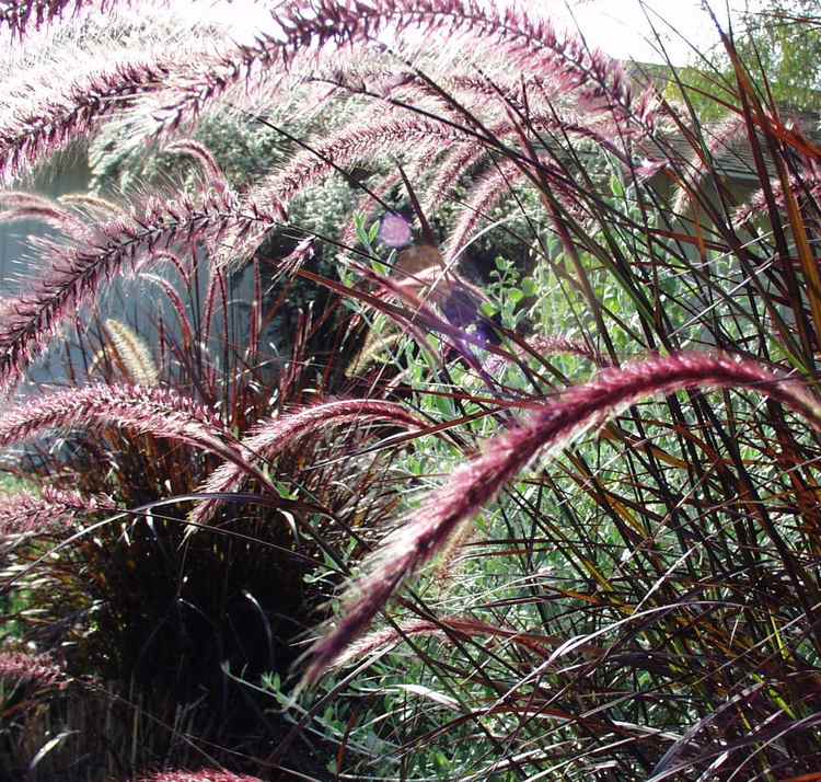 Image of Pennisetum x advena 'Rubrum'