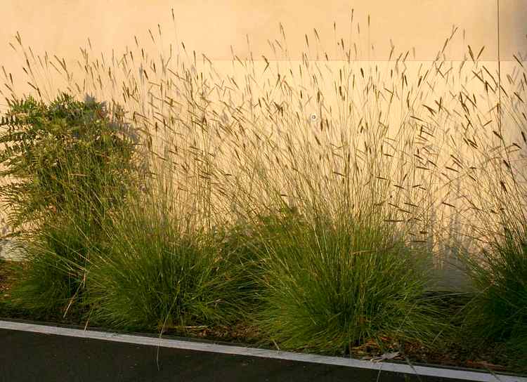 Image of Pennisetum spathiolatum