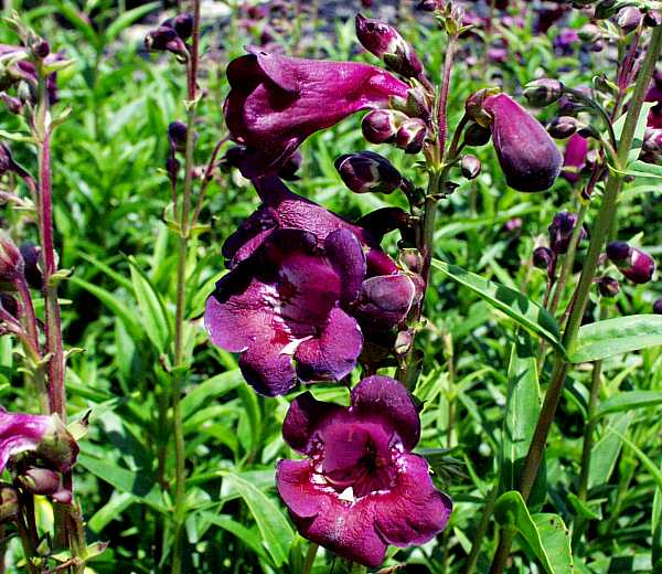 Image of Penstemon 'Burgundy Brew'