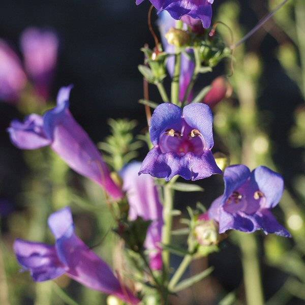 Image of Penstemon heterophyllus 'Margarita BOP'