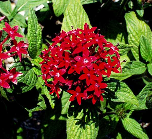 Image of Pentas lanceolata 'Red'