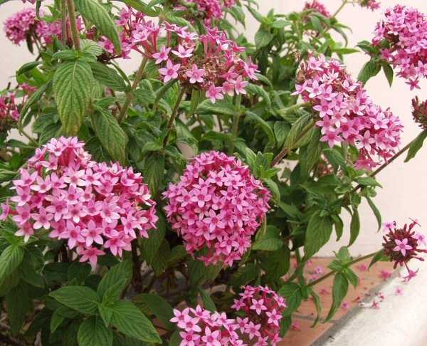 Image of Pentas lanceolata 'Nova'