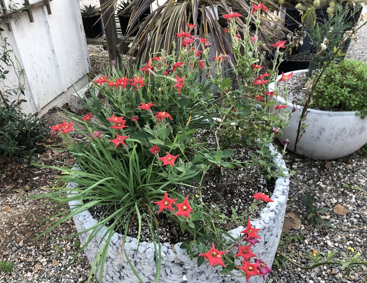 Image of Petunia exserta