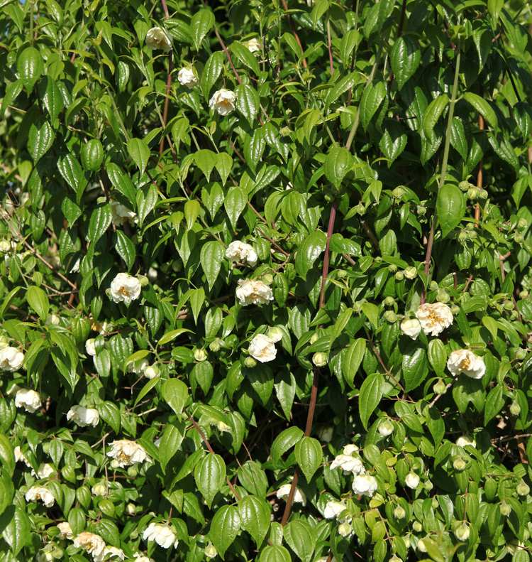 Image of Philadelphus mexicanus 'Double Flowering'