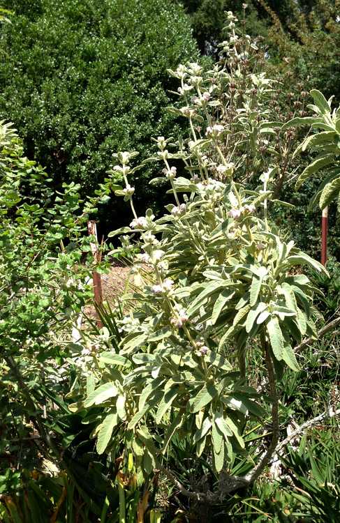 Image of Phlomis purpurea ssp. caballeroi