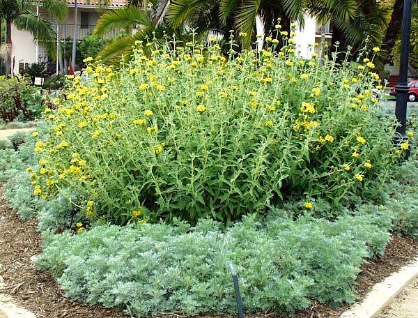 Image of Phlomis fruticosa