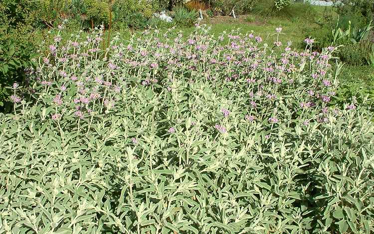 Image of Phlomis purpurea