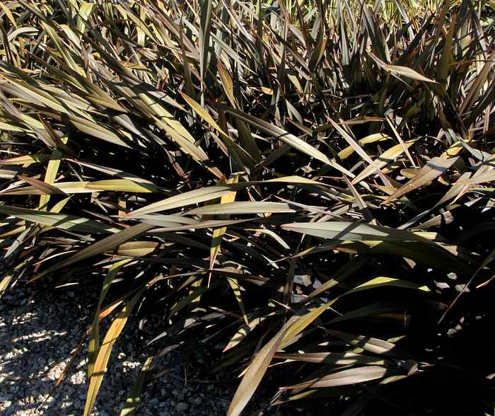 Image of Phormium 'Dwarf Burgundy'