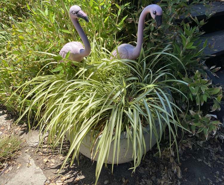 Image of Phormium cookianum 'Blondie' PP24,399