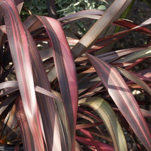 Image of Phormium 'Bobby Dazzler'