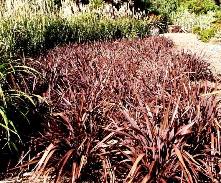 Image of Phormium 'Bronze Baby'