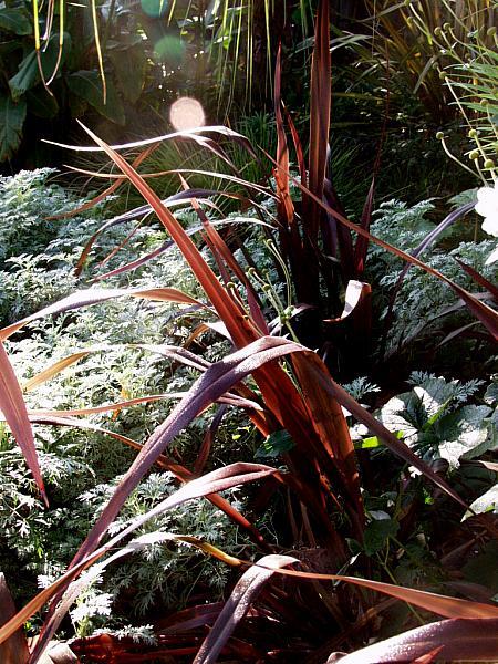 Image of Phormium 'Dark Delight'