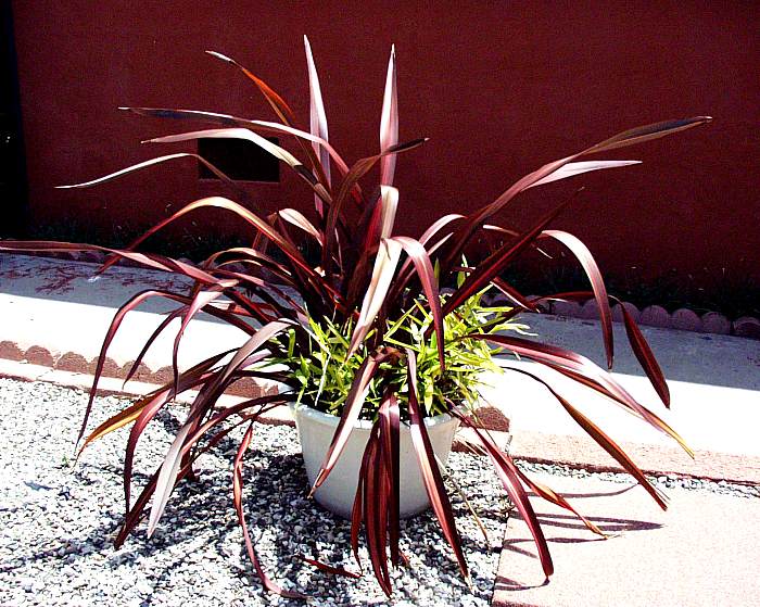 Image of Phormium 'Dazzler'