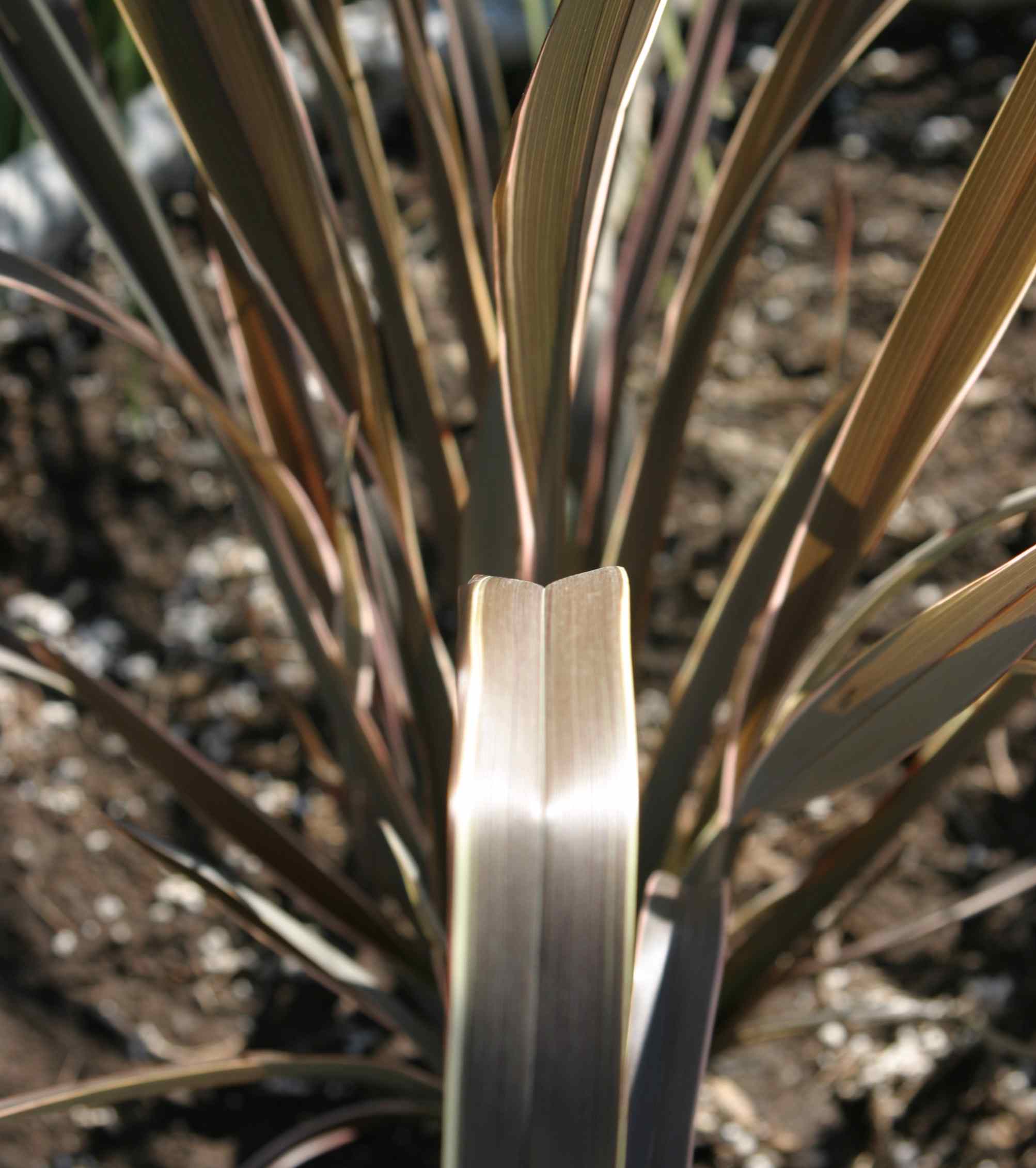 Image of Phormium 'Ed Carman'