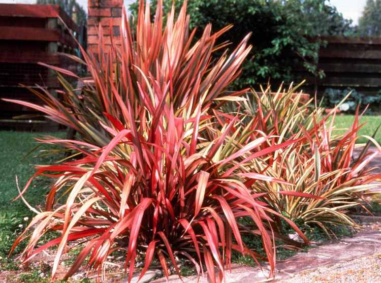 Image of Phormium 'Evening Glow'