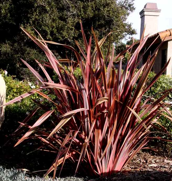 Image of Phormium 'Guardsman'