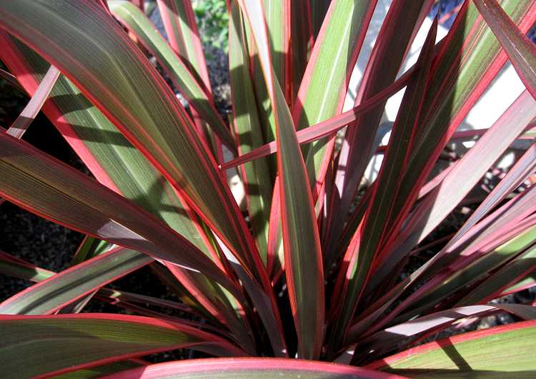 Image of Phormium 'Jubilee' PP19,059