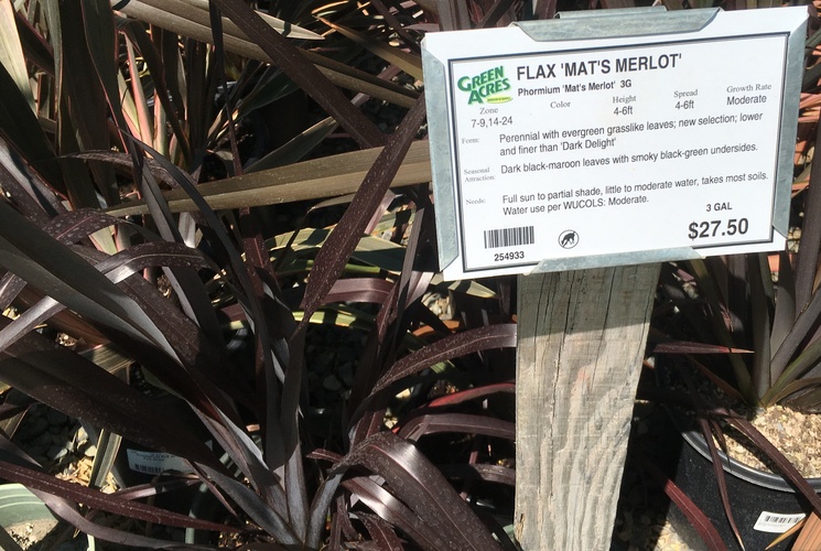 Image of Phormium 'Mat's Merlot'