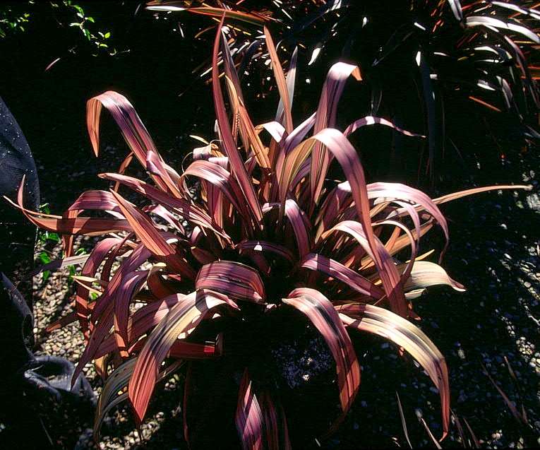 Image of Phormium 'Pink Mist'