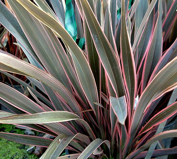 Image of Phormium 'Pink Stripe'