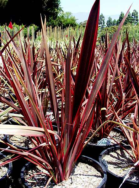 Image of Phormium 'Red-Dark Green'