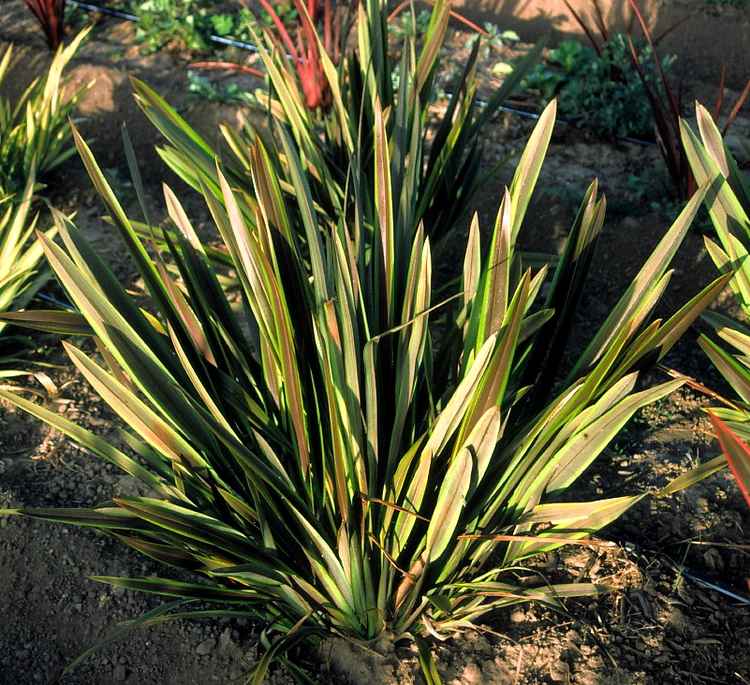 Image of Phormium 'Sea Jade'