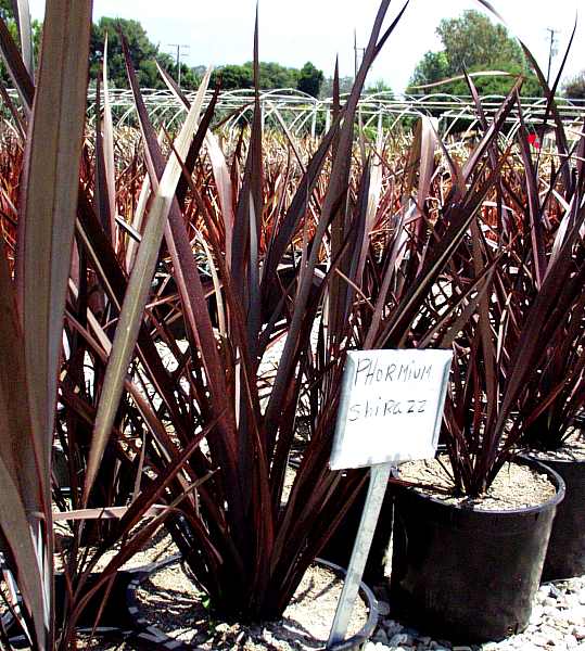 Image of Phormium 'Shirazz'