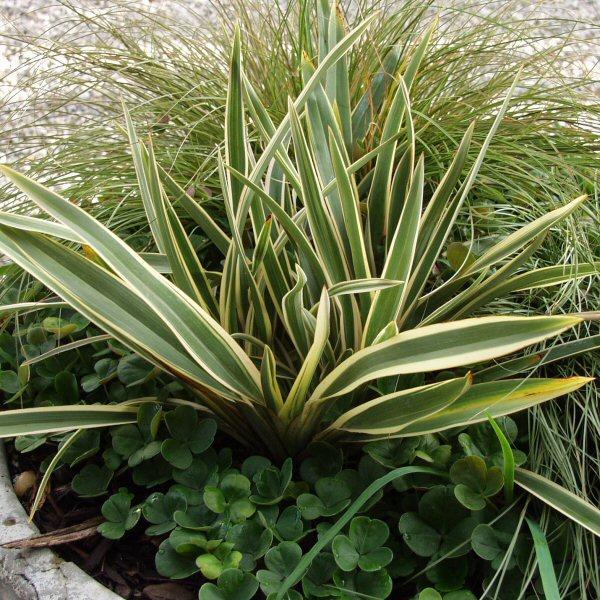 Image of Phormium 'Tiny Tiger'