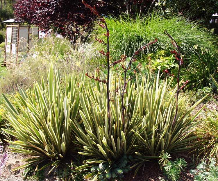 Image of Phormium 'Tony Tiger'