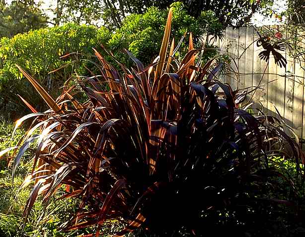 Image of Phormium 'Wildwood'