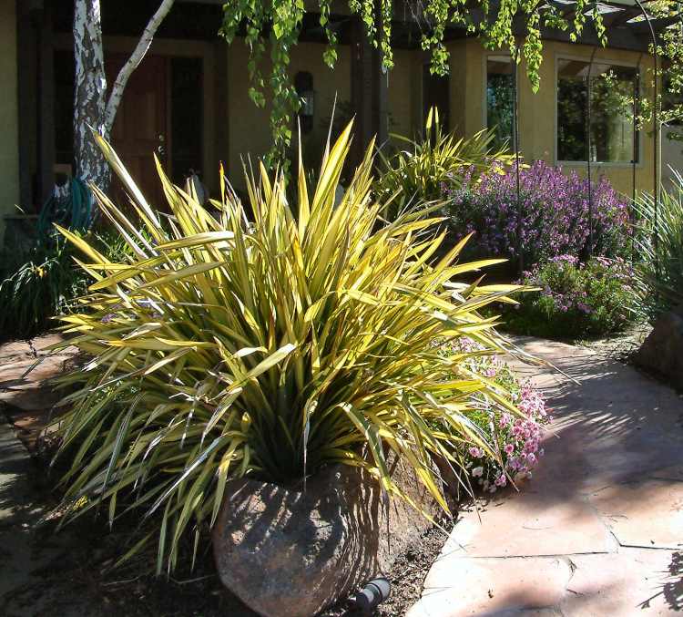 Image of Phormium 'Yellow Wave'